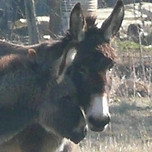 <span class='identity '><span class="identity__username">domikado18</span></span> domikado18