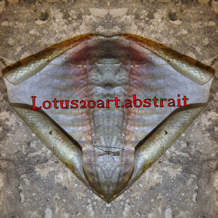 lotus20art.abstrait