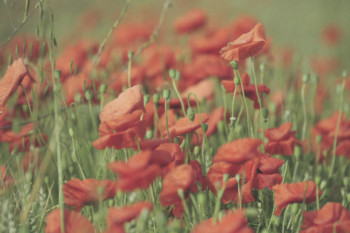 LES COQUELICOTS Sur le site d’ARTactif