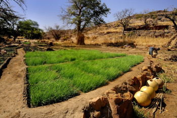 Culture des oignons pays dogon Sur le site d’ARTactif