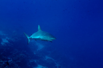 Œuvre contemporaine nommée « Requin de récif », Réalisée par CHRISTOPHE FABLET