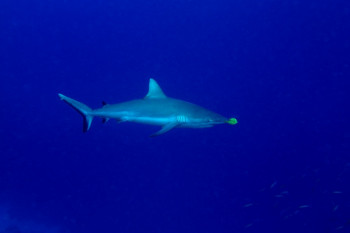 Requin de récif et son pilote Sur le site d’ARTactif