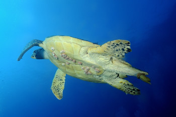 Tortue imbriquée Sur le site d’ARTactif