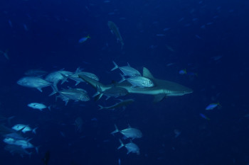 Requin de récif et carangues Sur le site d’ARTactif