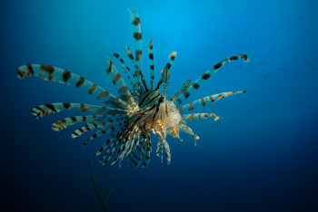 Pterois volitans Sur le site d’ARTactif