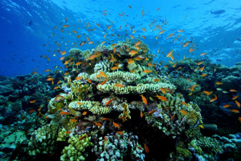 Récif coralien Sur le site d’ARTactif