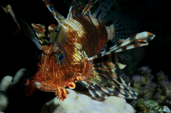 Pterois volitans 1 Sur le site d’ARTactif