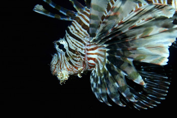 Pterois volitans 2 Sur le site d’ARTactif