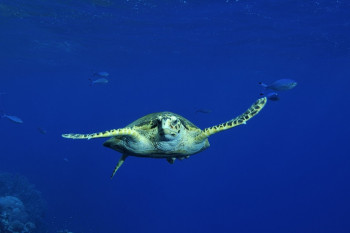 Tortue à écailles 2 Sur le site d’ARTactif