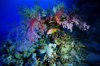 Poisson écureuil et alcyonaires Sur le site d’ARTactif