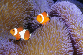 Œuvre contemporaine nommée « Poissons clowns », Réalisée par CHRISTOPHE FABLET