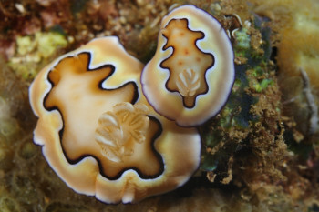 Nudibranches "caramel" Sur le site d’ARTactif
