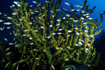 Tubastrée arborescente Sur le site d’ARTactif