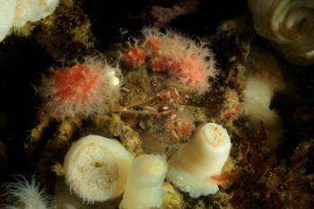 CRABE ORNÉ D'ALCYONS FRAISE Sur le site d’ARTactif