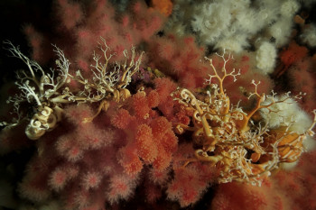 GORGONOCÉPHALES ET ALCYONS FRAISE DE MER Sur le site d’ARTactif