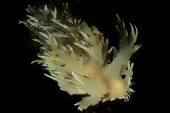 NUDIBRANCHE GÉANT Sur le site d’ARTactif