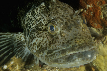 PORTRAIT D'UN LINGCOD Sur le site d’ARTactif