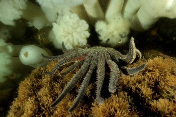 UNE ÉTOILE DE MER TOURNESOL S'APPROCHE D'UNE COLONIE D'ANÉMONES PLUMEUSES Sur le site d’ARTactif