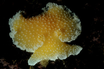 NUDIBRANCHE JAUNE Sur le site d’ARTactif