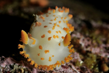 DORIDIEN CLOWN(triopha catalinae) Sur le site d’ARTactif