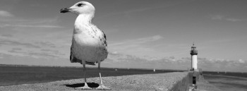 LE GOËLAND DE L'ÎLE DE GROIX Sur le site d’ARTactif