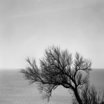 L'ARBRE ET LA MER Sur le site d’ARTactif