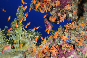 POISSON ÉCUREUIL Sur le site d’ARTactif