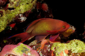 ANTHIAS Sur le site d’ARTactif