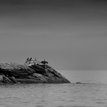 LES CORMORANS DU COB Sur le site d’ARTactif