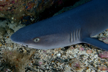 REQUIN POINTE BLANCHE 1 Sur le site d’ARTactif