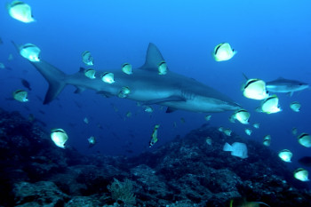 REQUIN DES GALAPAGOS 1 Sur le site d’ARTactif