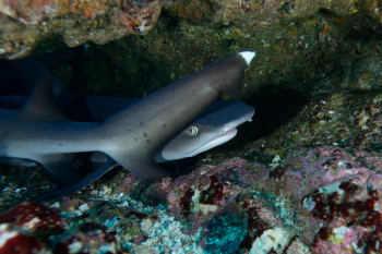 REQUIN POINTE BLANCHE 2 Sur le site d’ARTactif