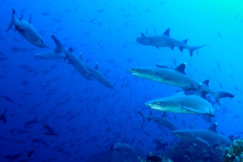 BANC DE REQUINS POINTE BLANCHE Sur le site d’ARTactif