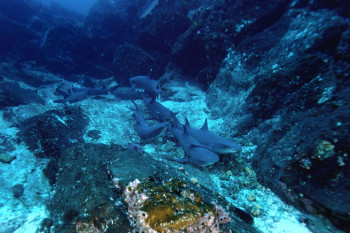 BANC DE REQUINS POINTE BLANCHE 2 Sur le site d’ARTactif