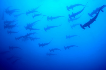 BANC DE REQUINS MARTEAU 2 Sur le site d’ARTactif