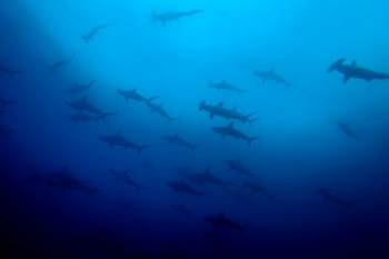 BANC DE REQUINS MARTEAU 3 Sur le site d’ARTactif