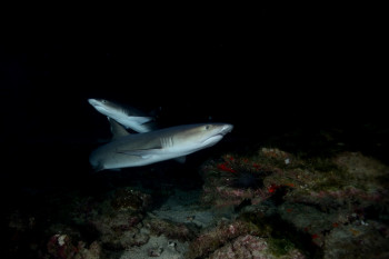 REQUIN POINTE BLANCHE 3 Sur le site d’ARTactif