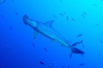 BANC DE REQUINS MARTEAU 4 Sur le site d’ARTactif