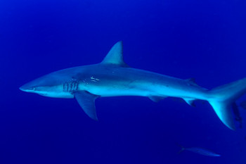 REQUIN DES GALAPAGOS 2 Sur le site d’ARTactif