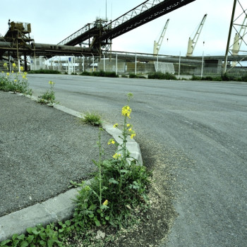 FLEUR DE GOUDRON Sur le site d’ARTactif