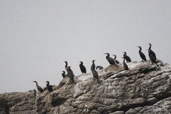 LES CORMORANS DU PILIER Sur le site d’ARTactif