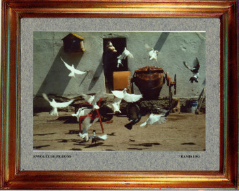 1983 Envol de pigeons Sur le site d’ARTactif