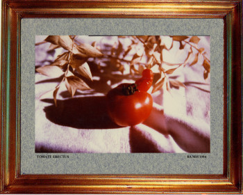 1984 Tomate érectus Sur le site d’ARTactif