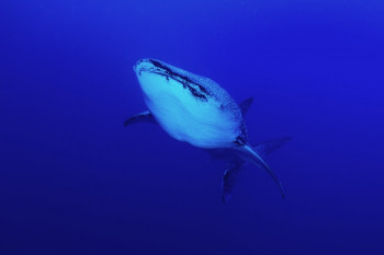 Requin baleine Sur le site d’ARTactif