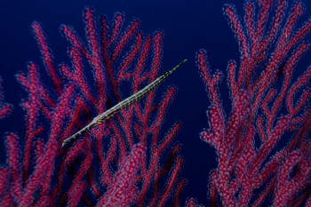 Poisson flûte Sur le site d’ARTactif