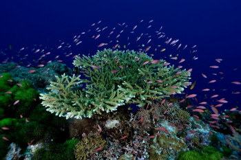 corail et anthias 1 Sur le site d’ARTactif