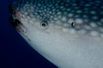 oeil du requin baleine Sur le site d’ARTactif