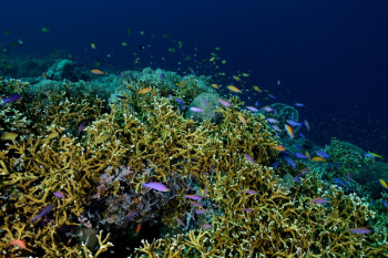 récif coralien 2 Sur le site d’ARTactif