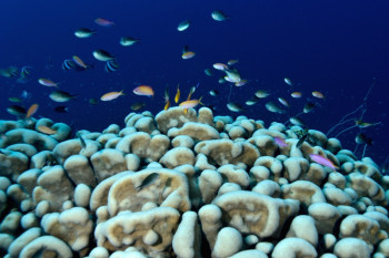 Œuvre contemporaine nommée « corail et anthias », Réalisée par CHRISTOPHE FABLET