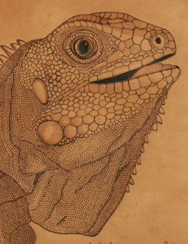 Iguane Guyane 2003 Sur le site d’ARTactif